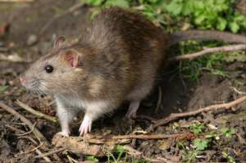 common rat