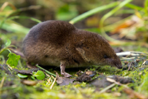 common shrew