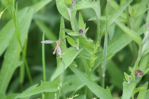 crane fly