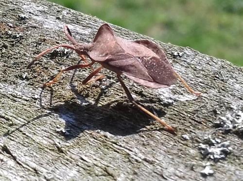 dock bug