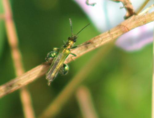 false oil beetles