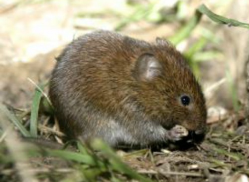 field vole