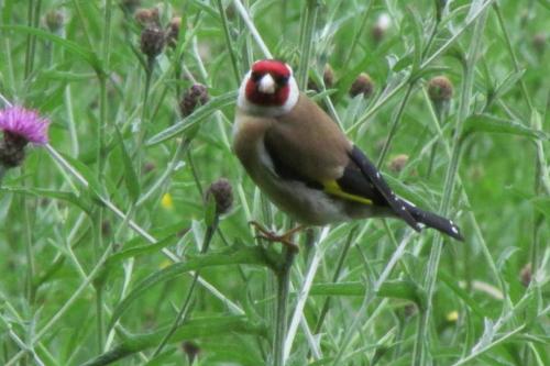 goldfinch