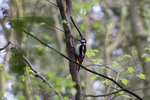 great spotted woodpecker