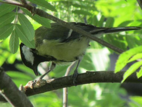 great tit