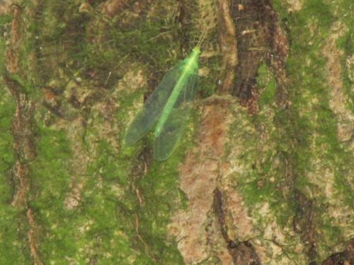 green lacewing