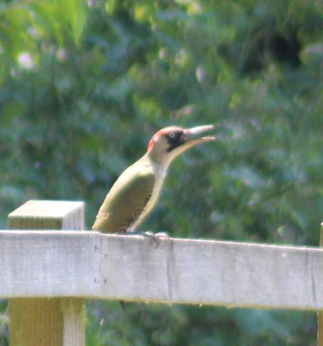 green woodpecker