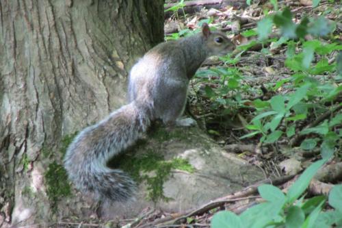 grey squirrel (1)