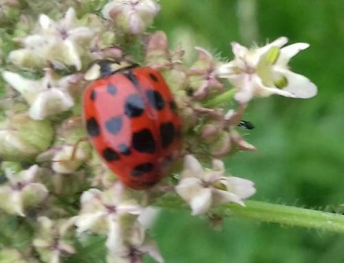 harlequin ladybird