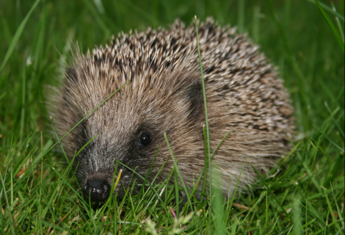 hedgehog