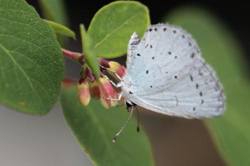 holly blue