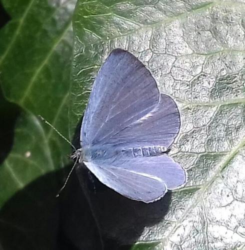 holly blue 1