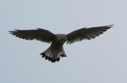 kestrel