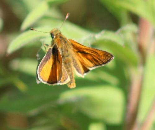 large skipper