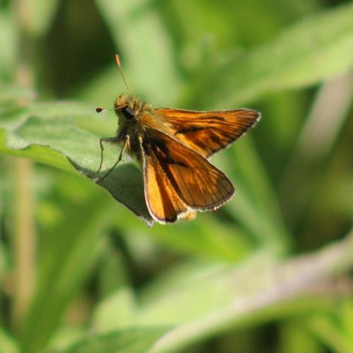 large skipper 1