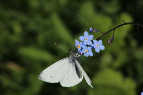 large white