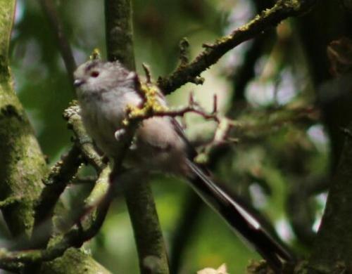 long-tailed tit