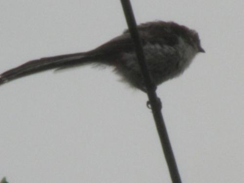 long tailed tit