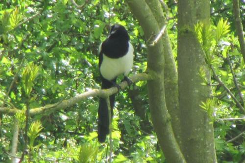 magpie