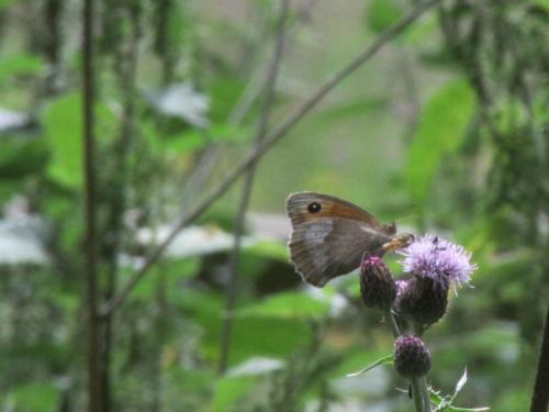 meadow brown