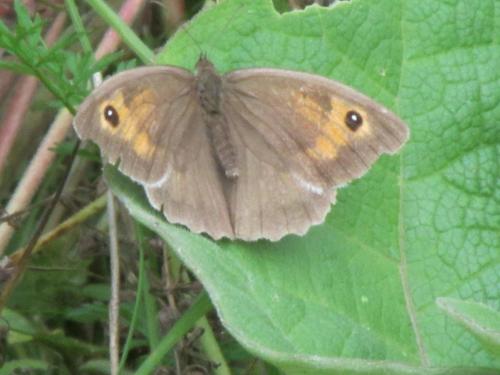 meadow brown1