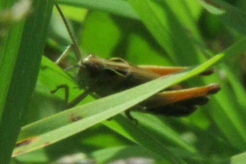 meadow grasshopper