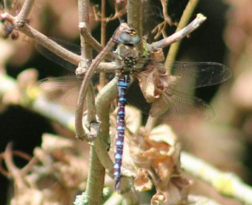 migrant Hawker