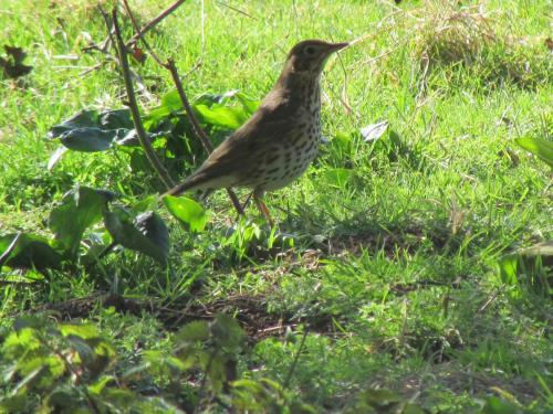 mistle thrush