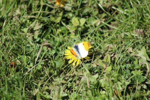 orange tip