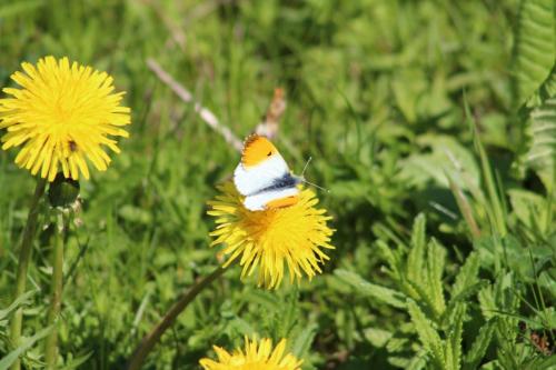 orange tip 1