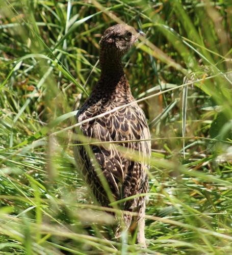 pheasant