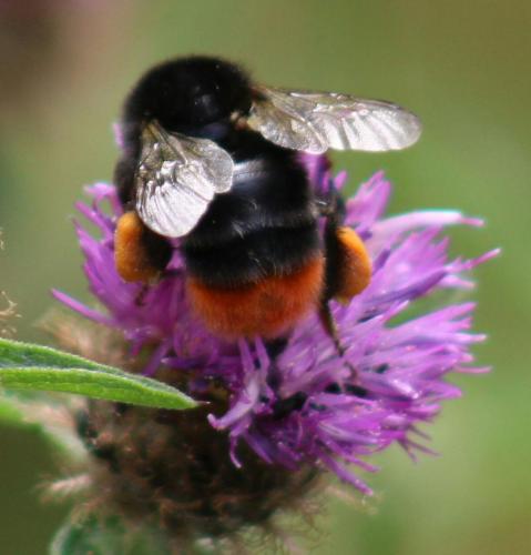red-tailed bumble bee