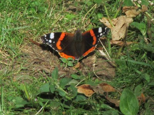 red admiral 1