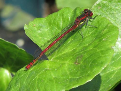 red damselfly