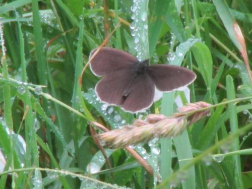 ringlet