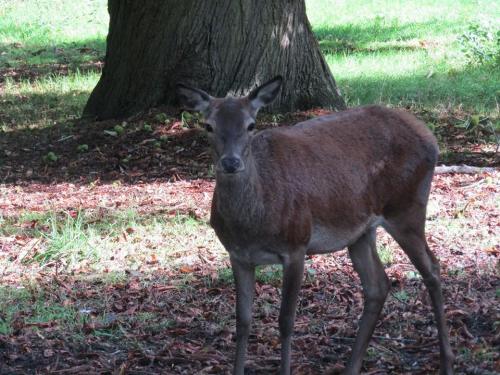 roe deer