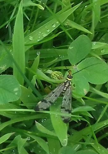 scorpion fly