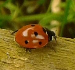 seven-spot ladybird-1