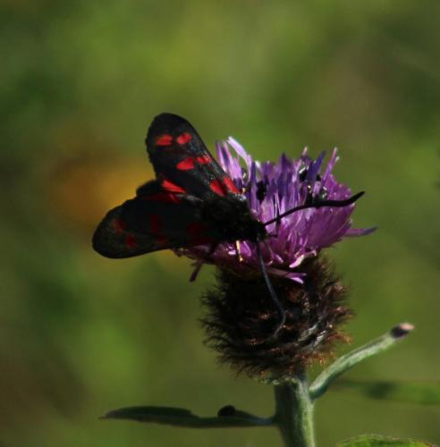 six spot burnet moth