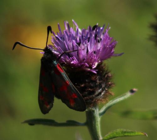 six spot burnet moth 1