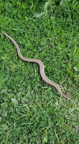 slow worm