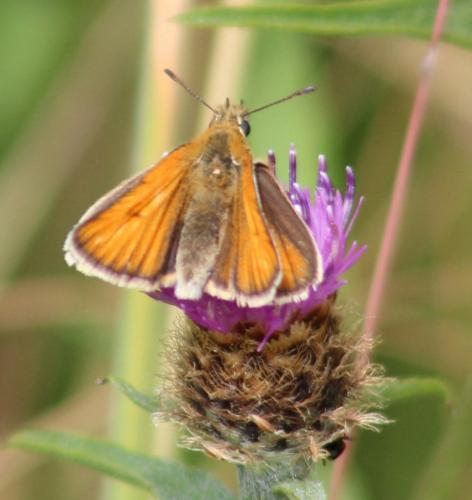 small skipper