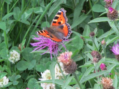 small tortoiseshell