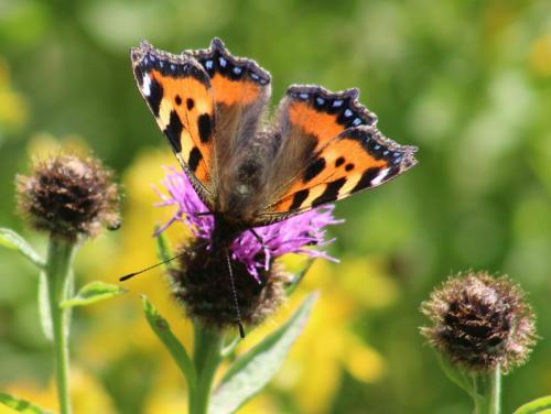 small tortoiseshell 1