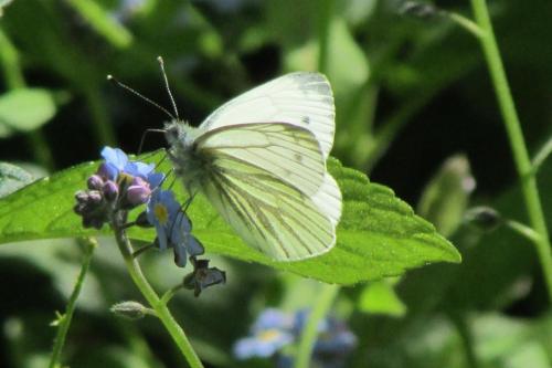 small white