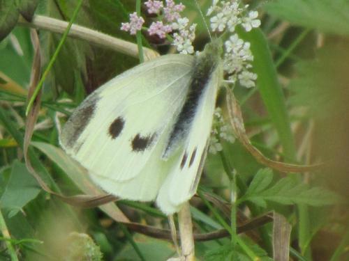 small white 1 (1)