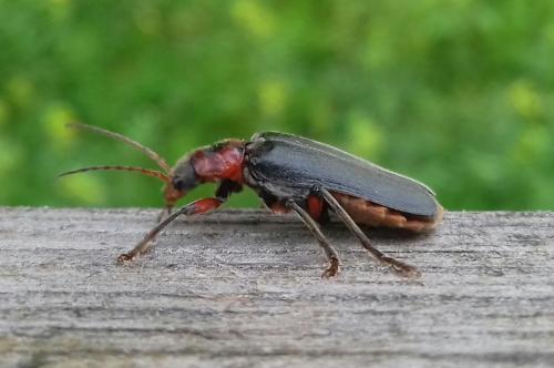 soldier beetle