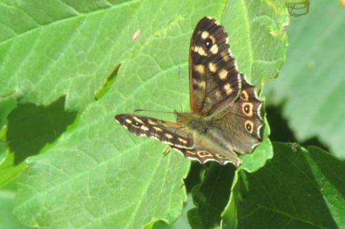 speckled wood