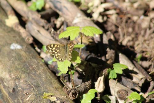 speckled wood 1