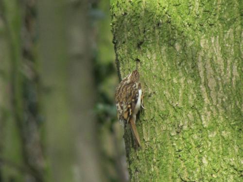 treecreeper